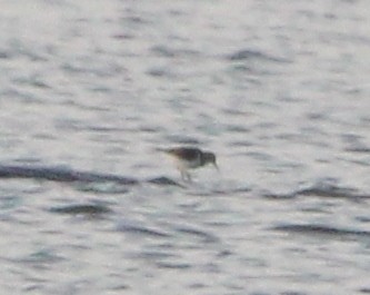 Spotted Sandpiper - ML646203897