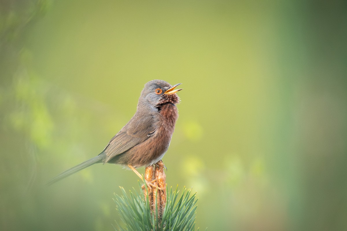 Magnanina comune - ML646203902