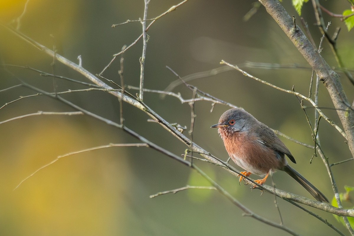 Magnanina comune - ML646203904