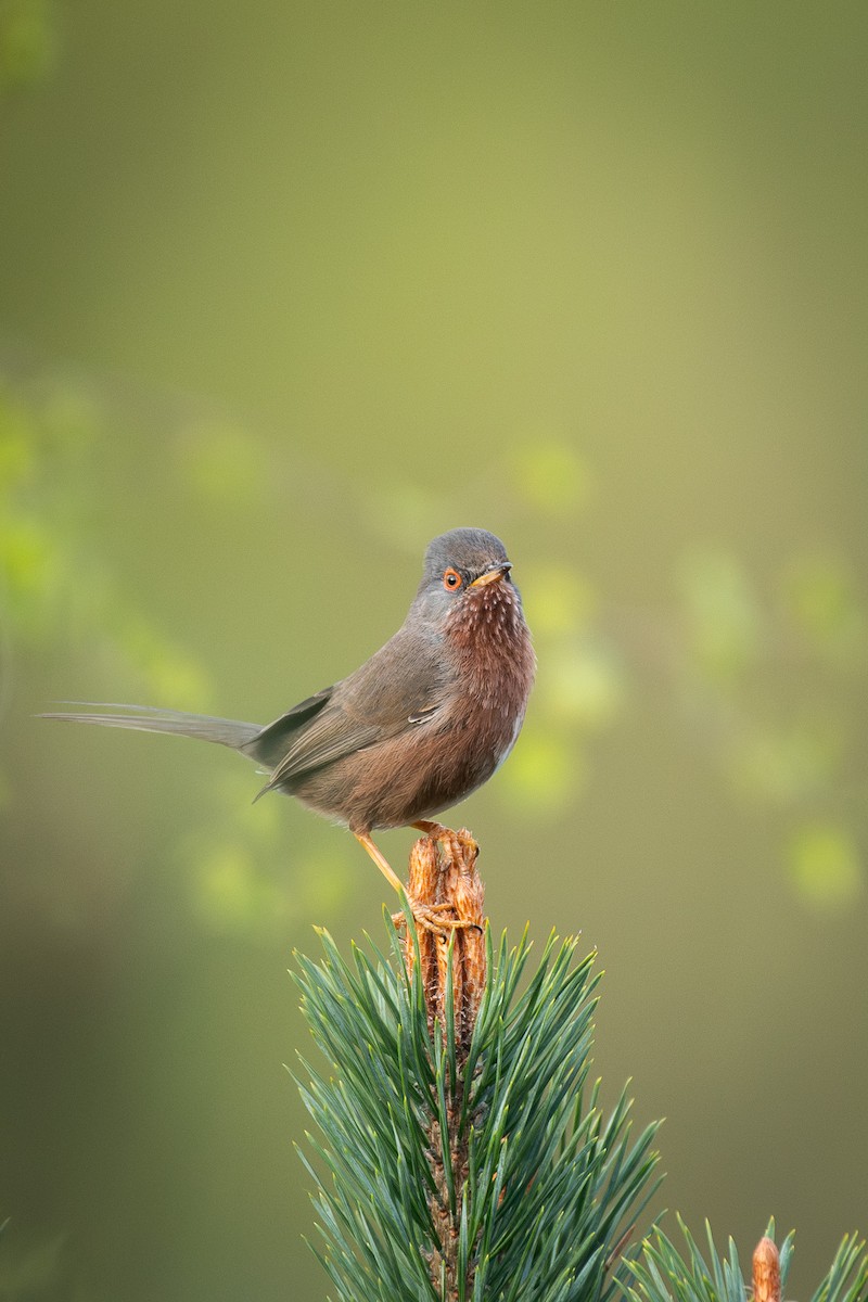 Magnanina comune - ML646203905