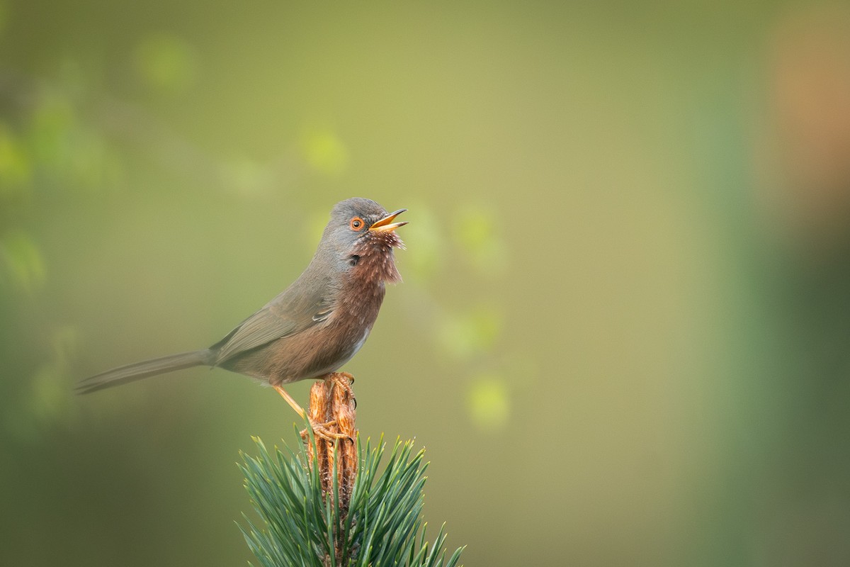 Magnanina comune - ML646203907