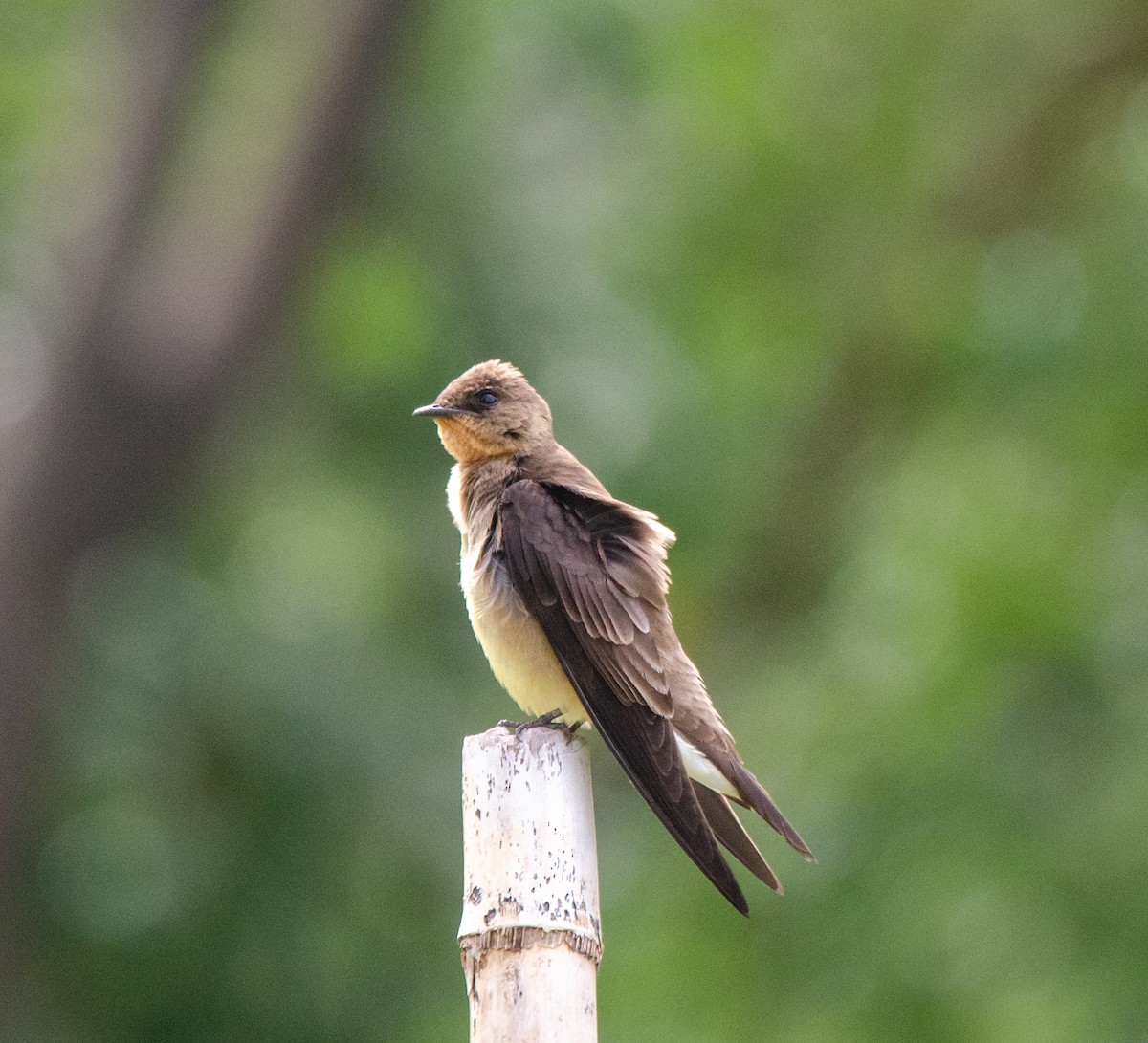 Southern Rough-winged Swallow - ML646203910