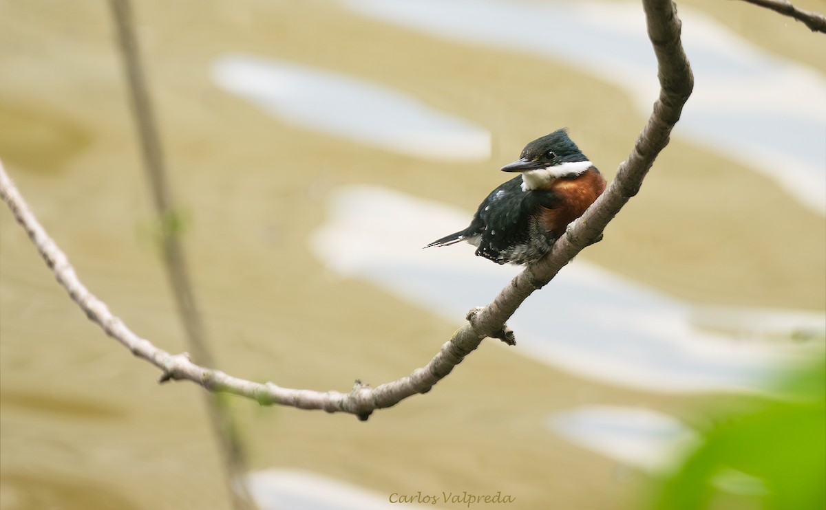 Green Kingfisher - ML646203911