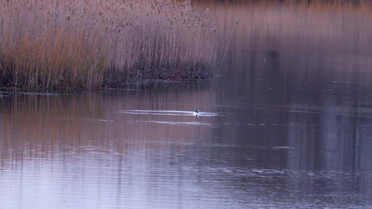 Bufflehead - ML646203924