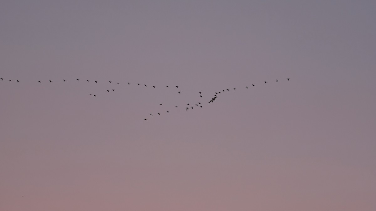 Canada Goose - ML646203929