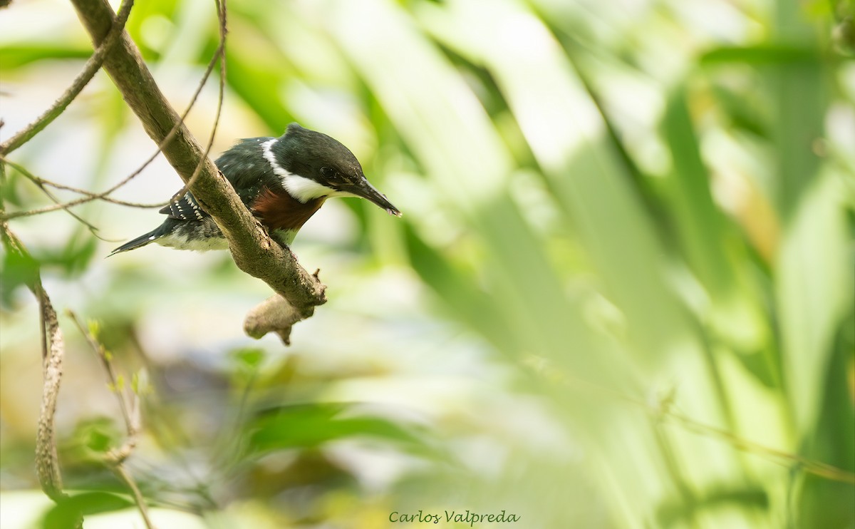 Green Kingfisher - ML646203936