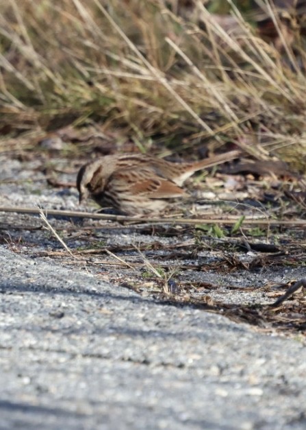 Song Sparrow - ML646203941