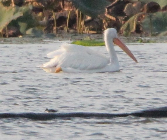 Spotted Sandpiper - ML646203945