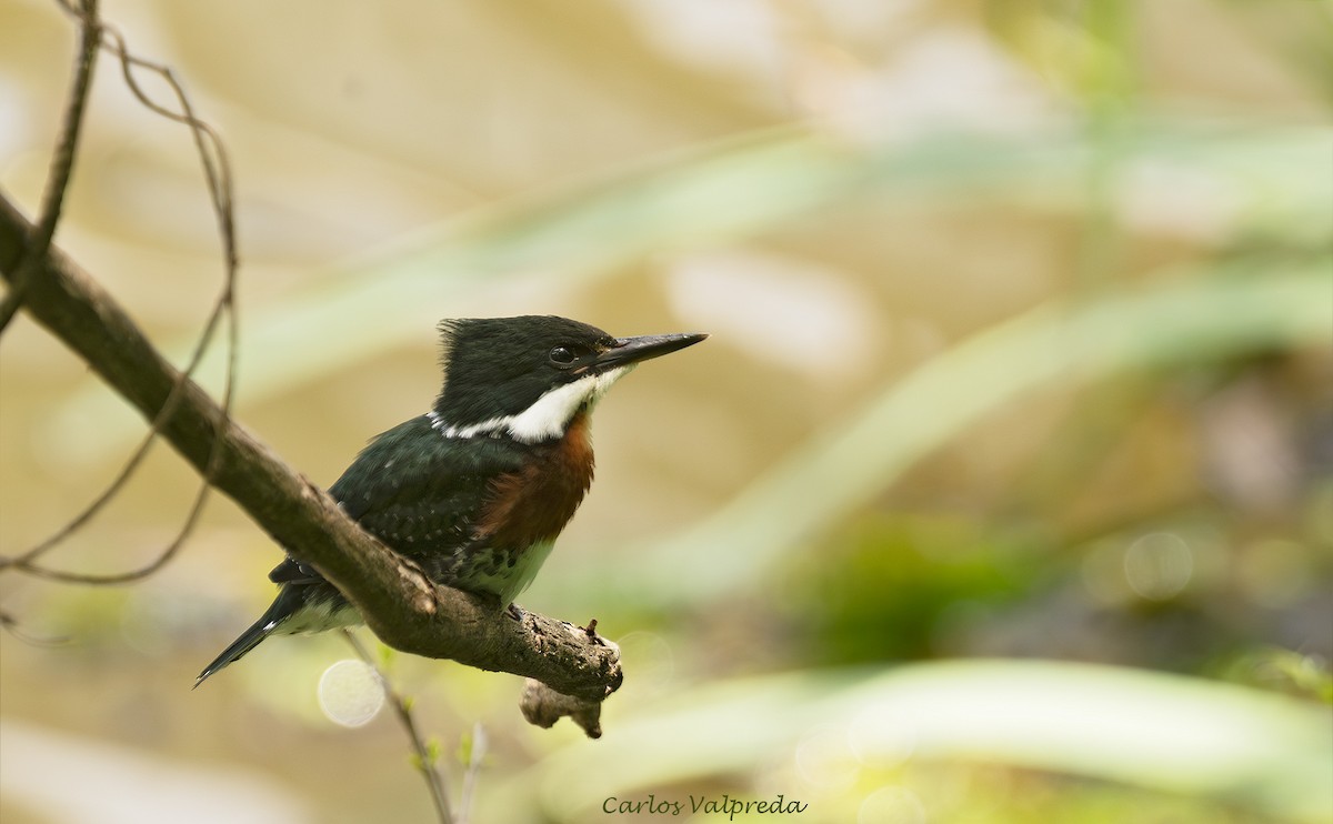 Green Kingfisher - ML646203947