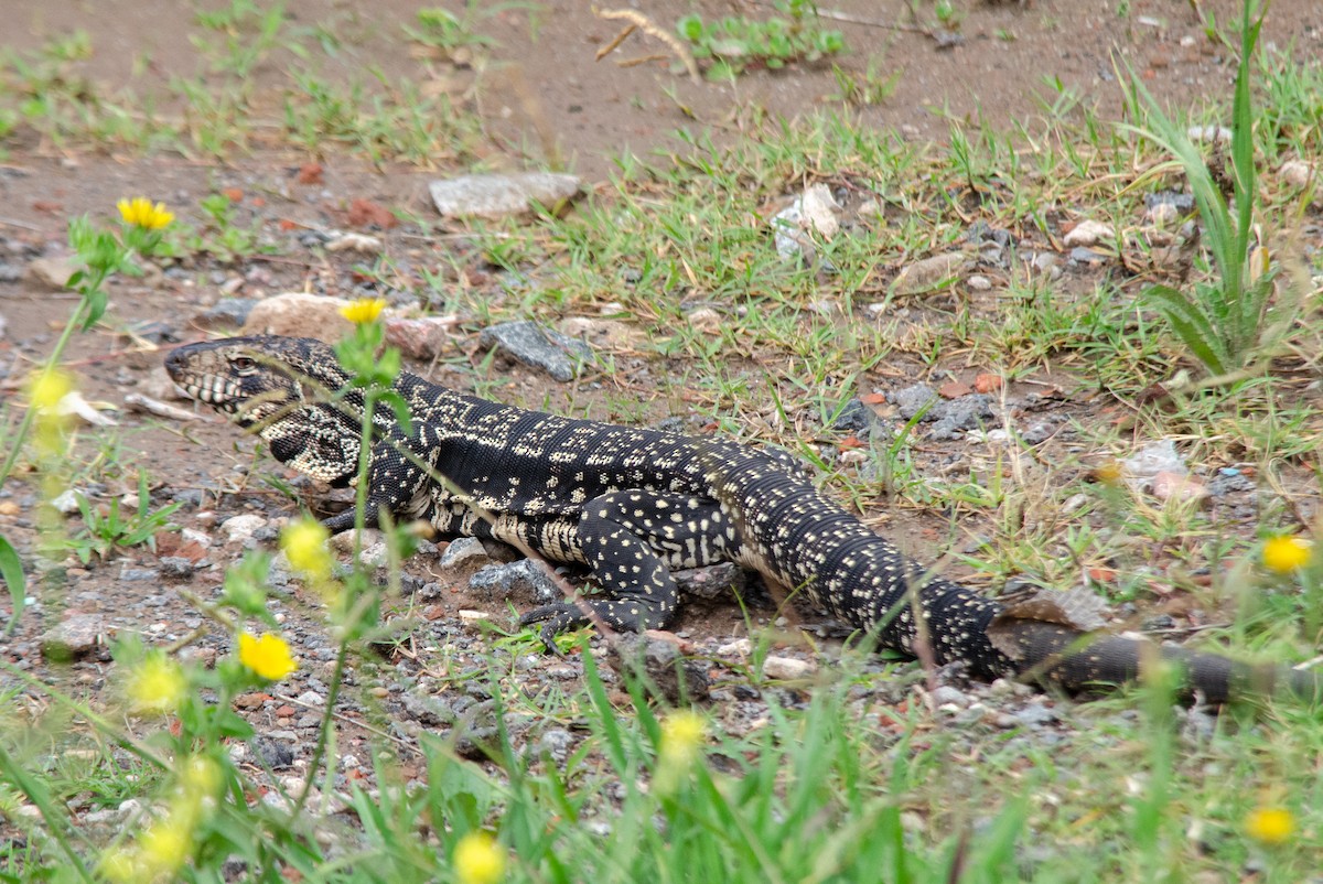 Argentine Black-and-white Tegu - ML646203950