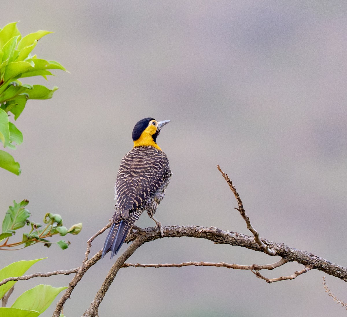 Campo Flicker - ML646203953