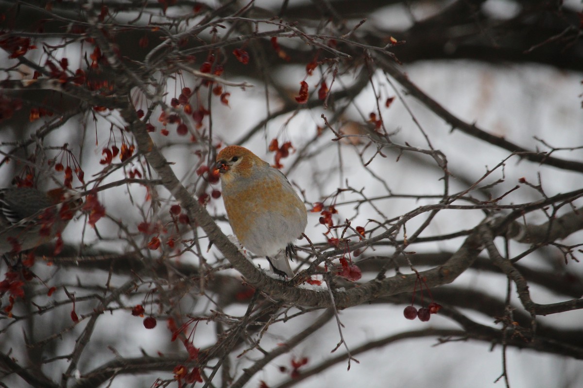 Pine Grosbeak - ML646203954