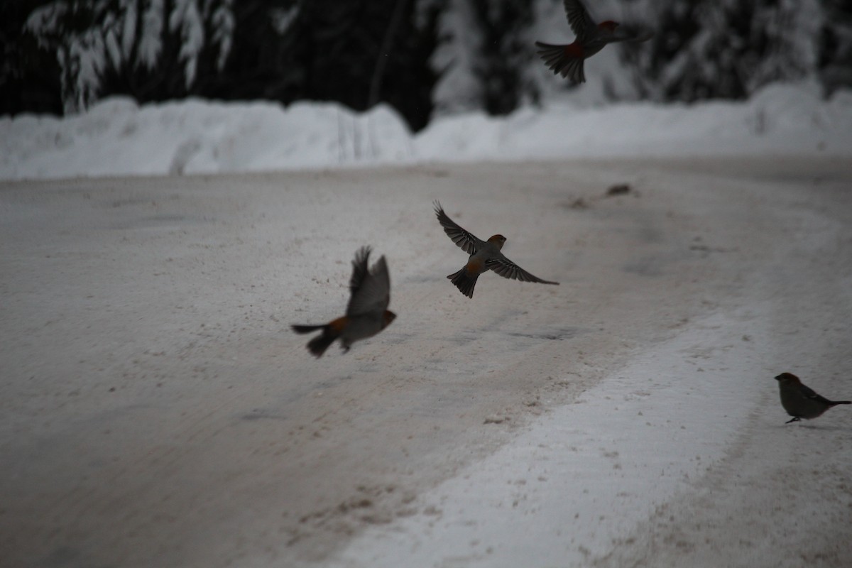 Pine Grosbeak - ML646203955