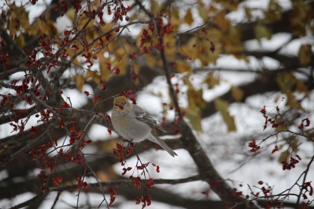 Pine Grosbeak - ML646203956