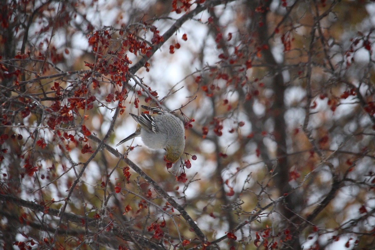 Pine Grosbeak - ML646203957