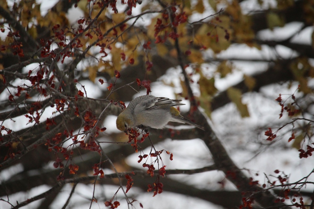 Pine Grosbeak - ML646203958