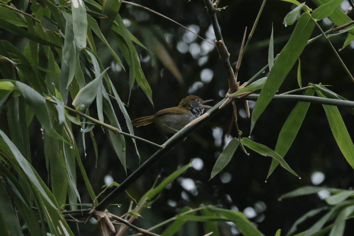 Dark-necked Tailorbird - ML646203959