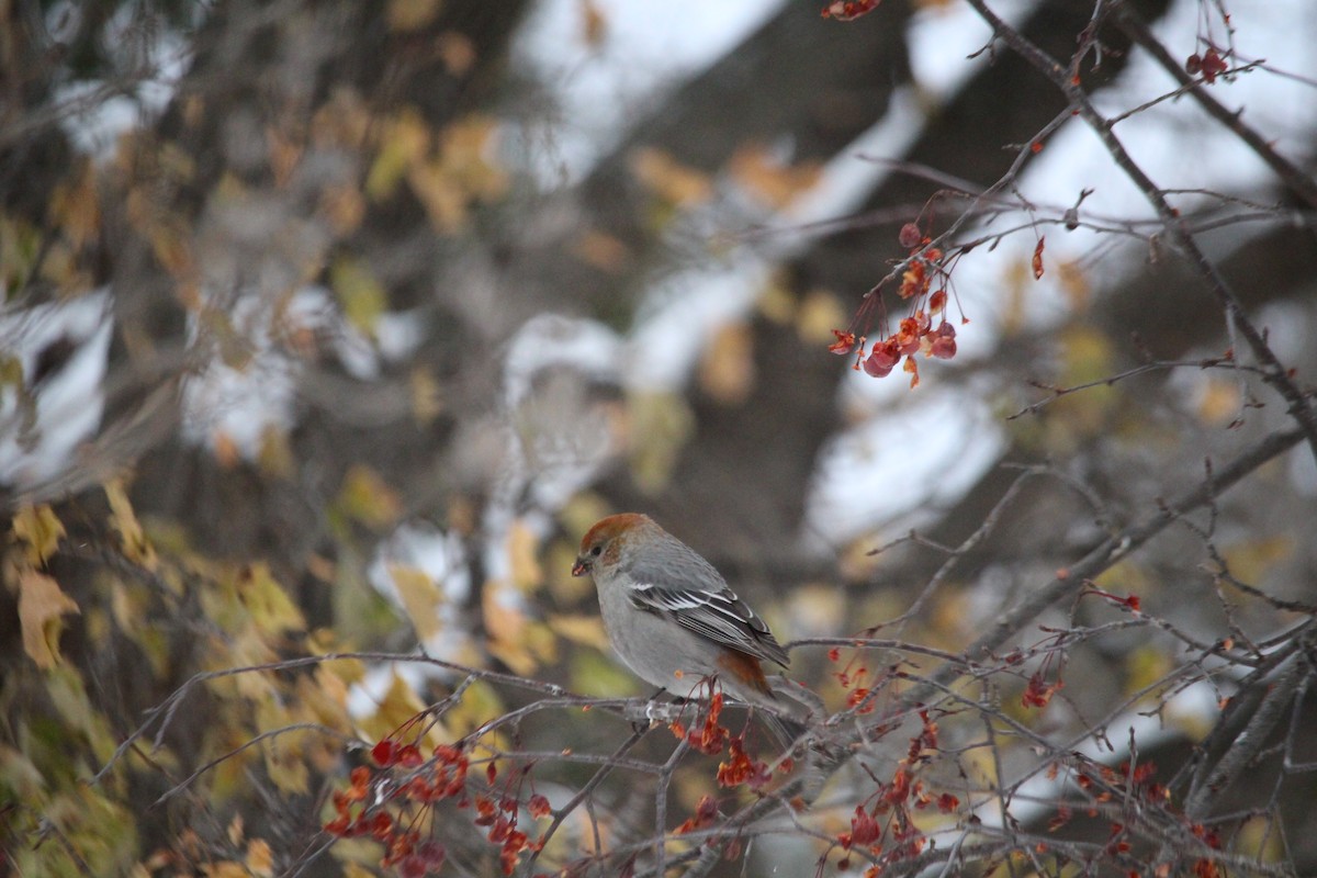 Pine Grosbeak - ML646203960