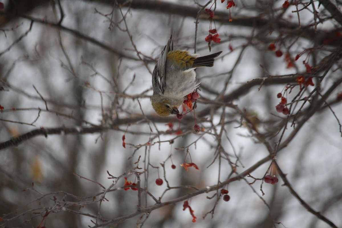 Pine Grosbeak - ML646203961