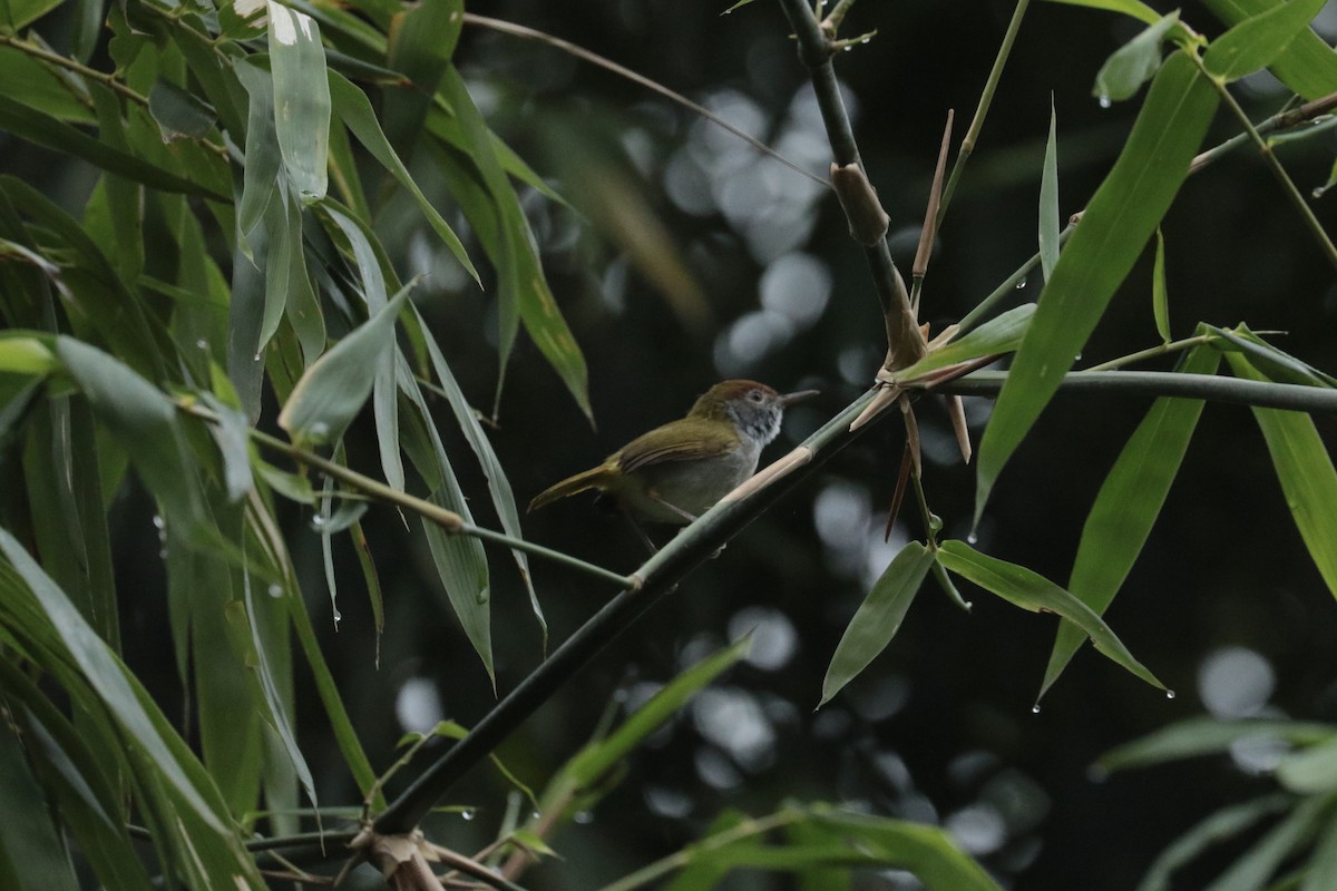 Dark-necked Tailorbird - ML646203962