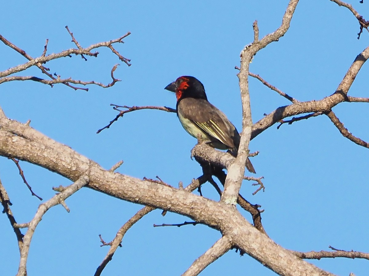 Black-collared Barbet - ML646203964