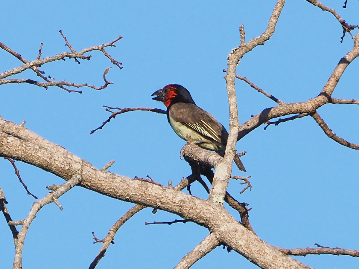 Black-collared Barbet - ML646203965