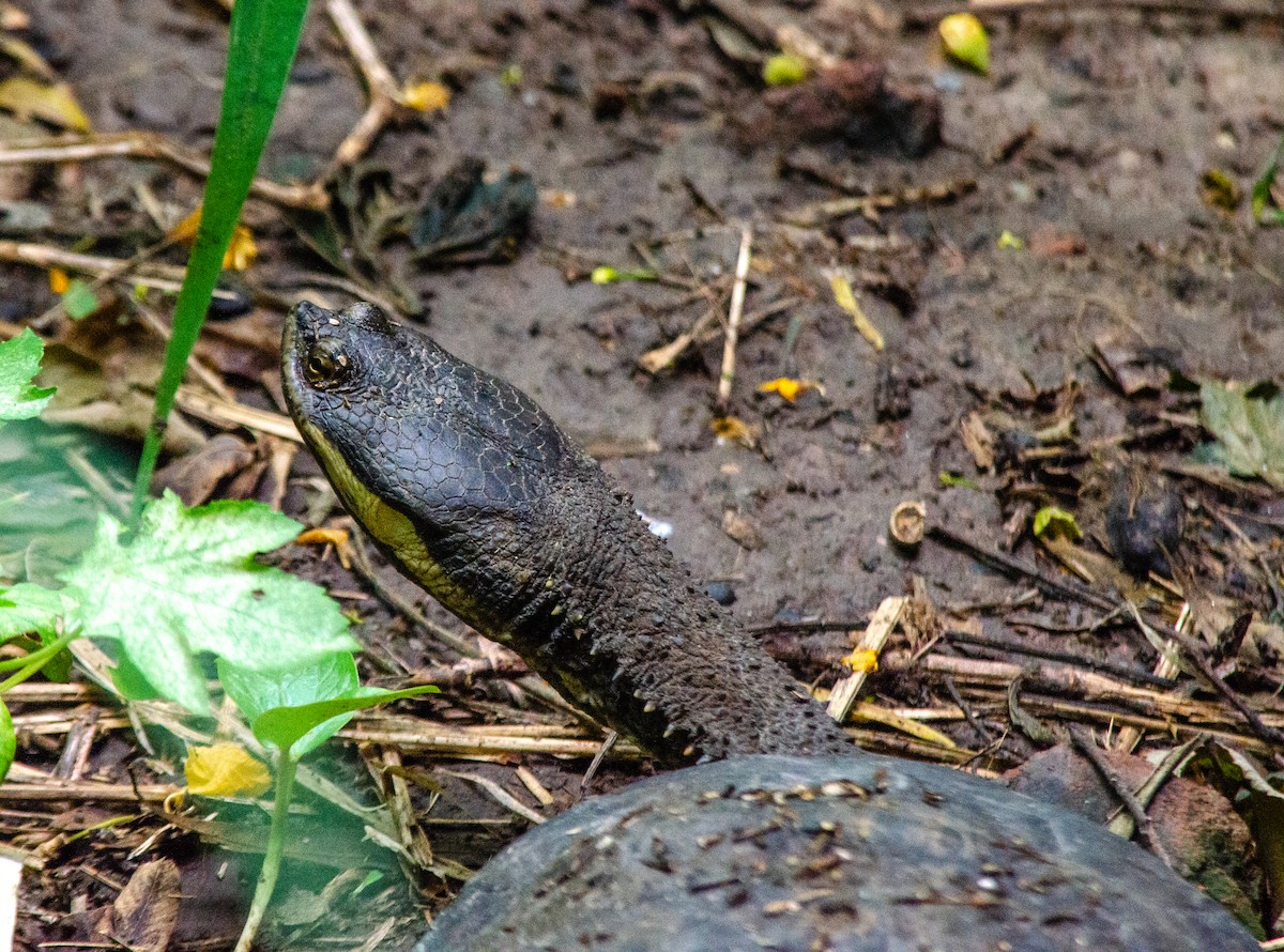 South-American Snake-headed Turtle - ML646203966