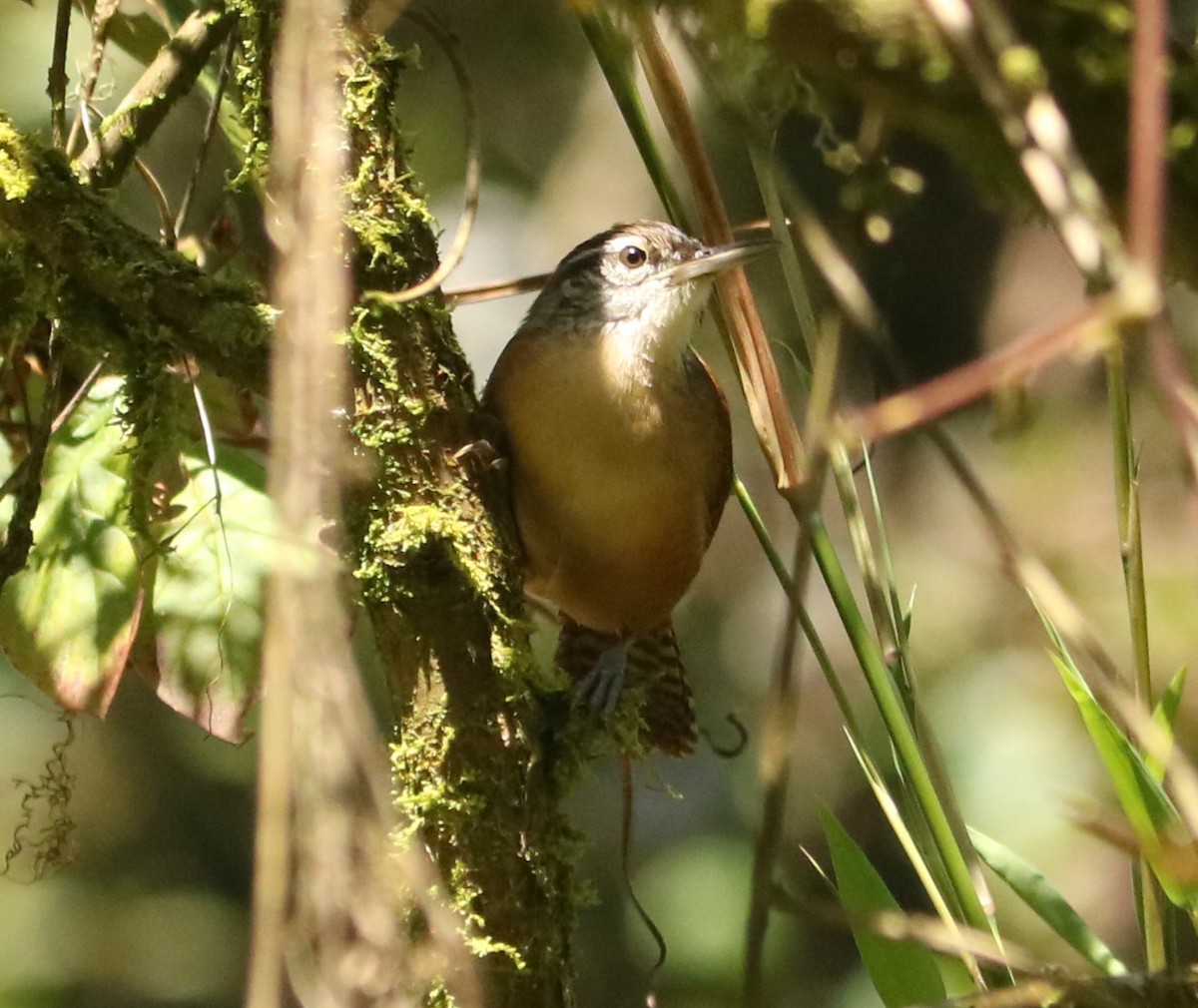 Long-billed Wren - ML646203969
