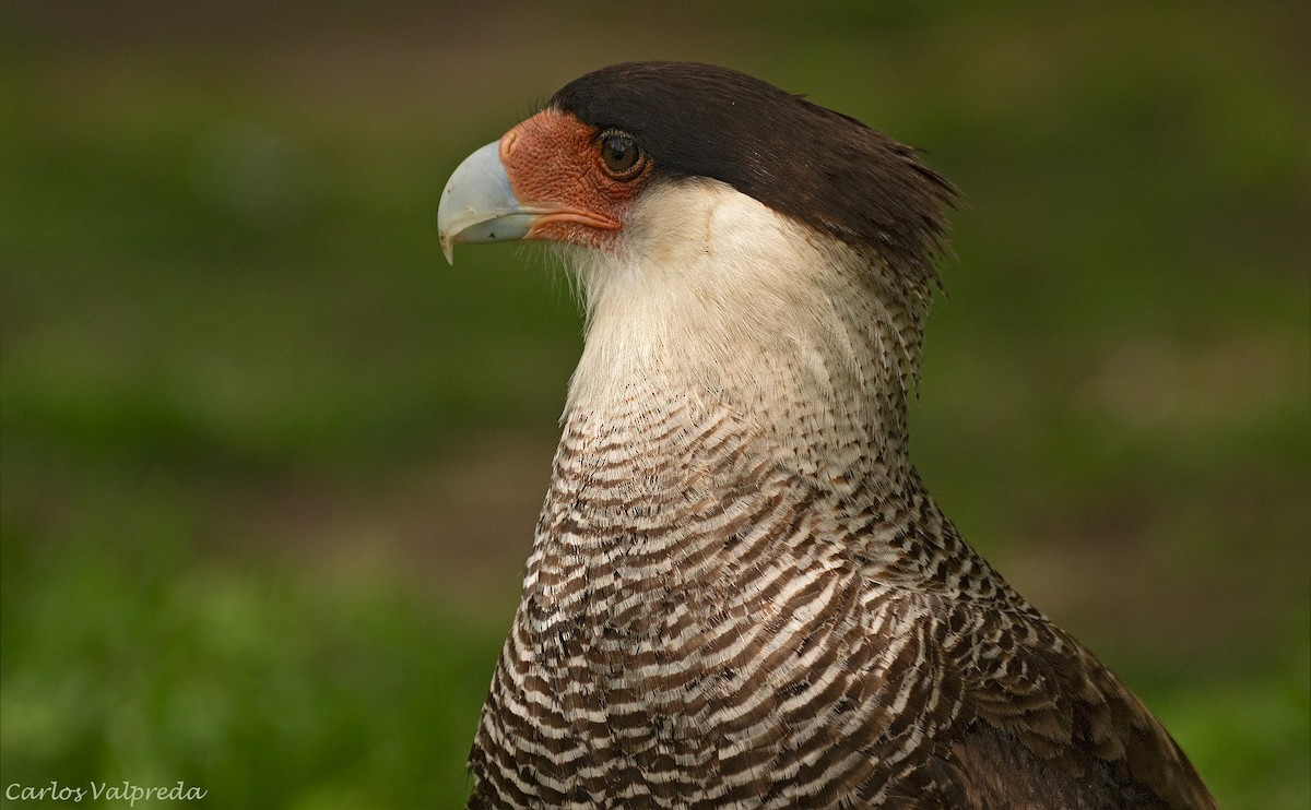 Crested Caracara - ML646203971