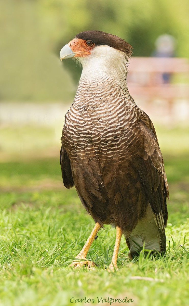 Crested Caracara - ML646203976