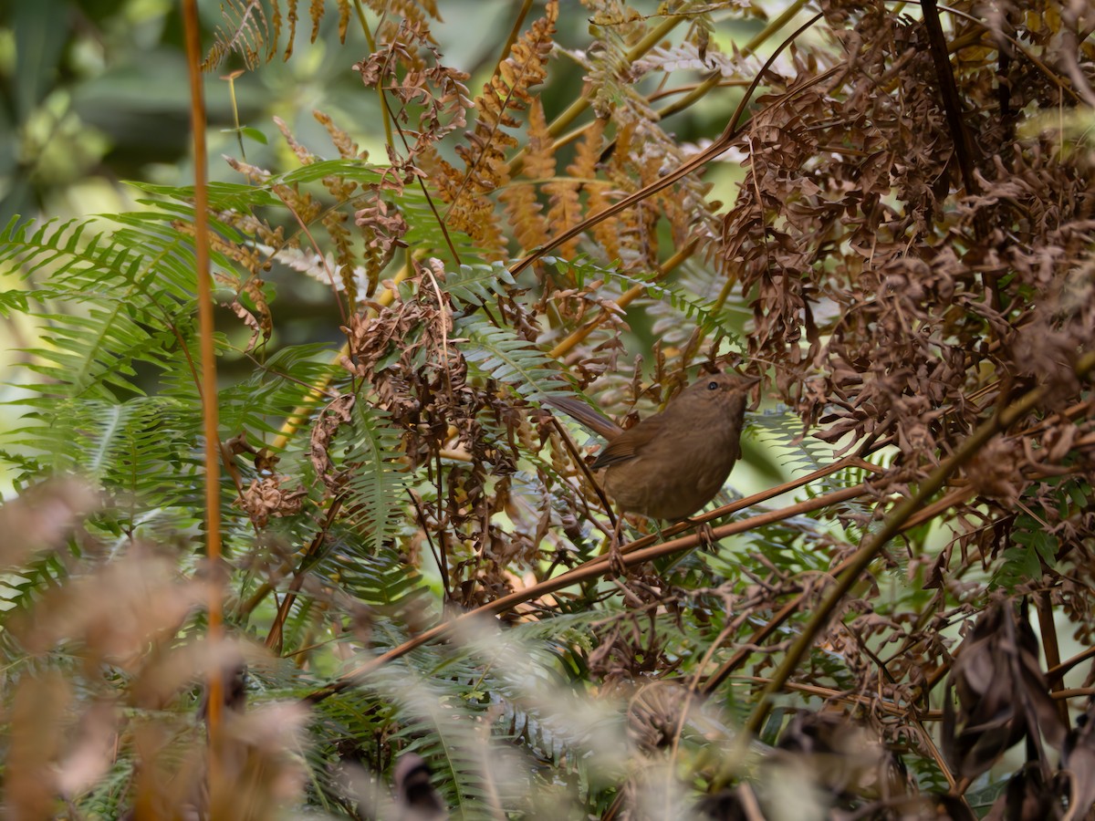 Brownish-flanked Bush Warbler - ML646203979