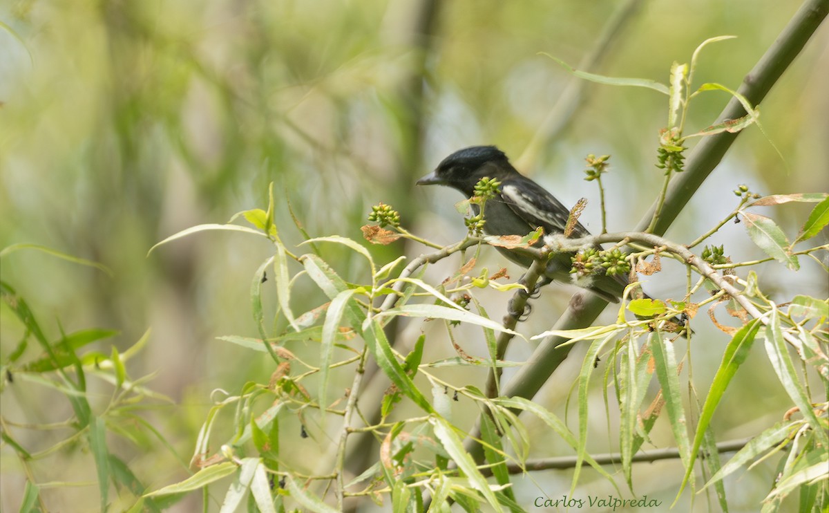 White-winged Becard - ML646203986