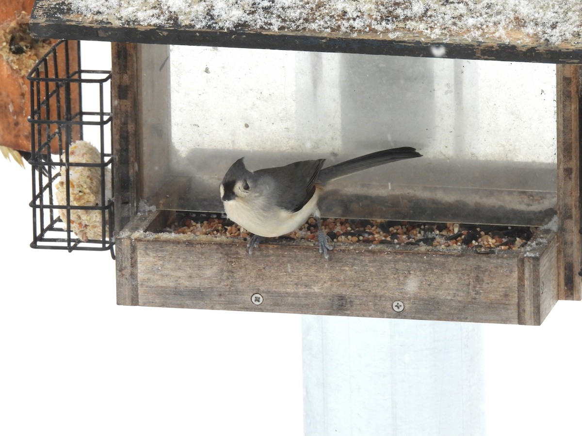 Tufted Titmouse - ML646203991