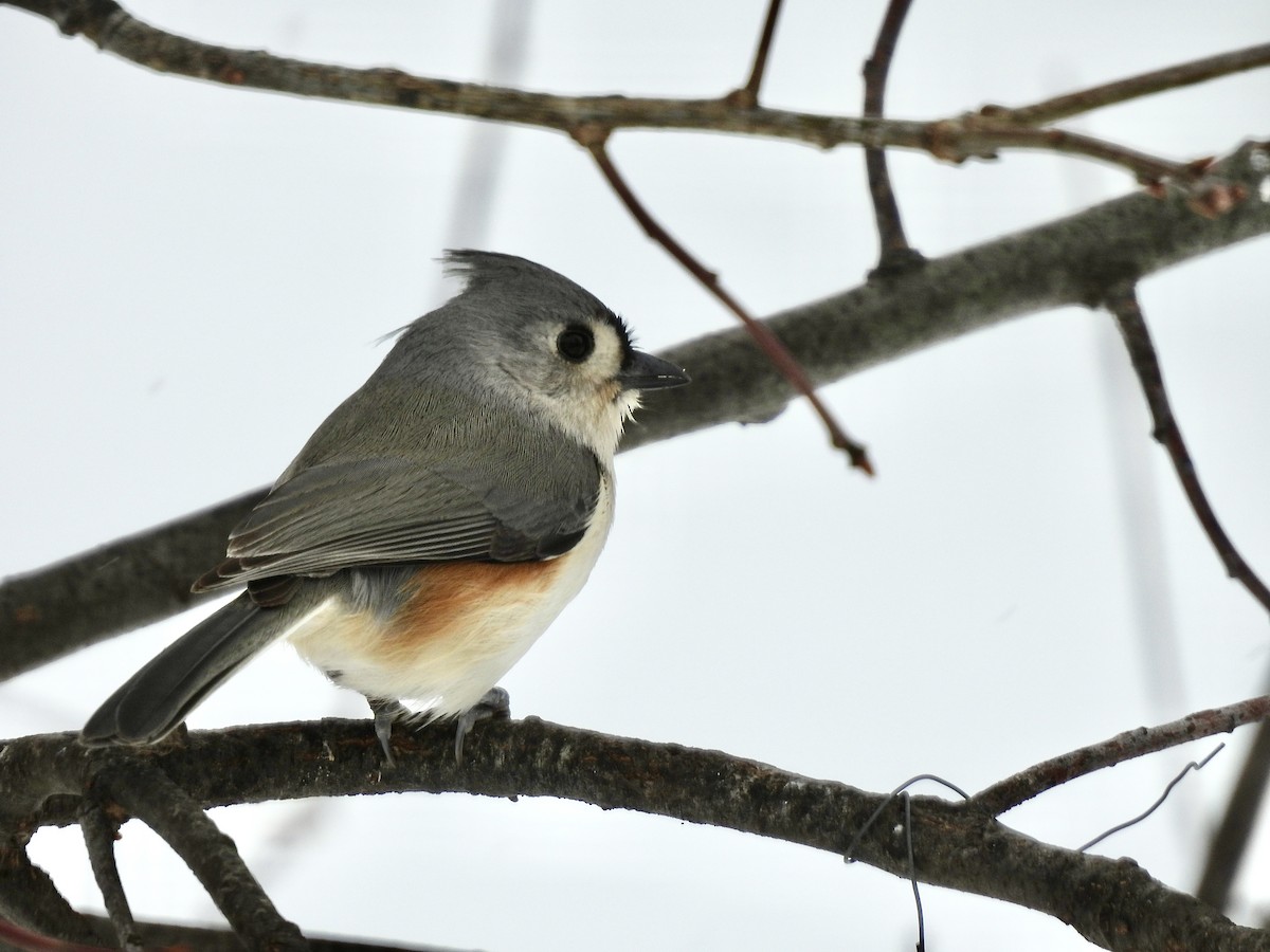 Tufted Titmouse - ML646203992