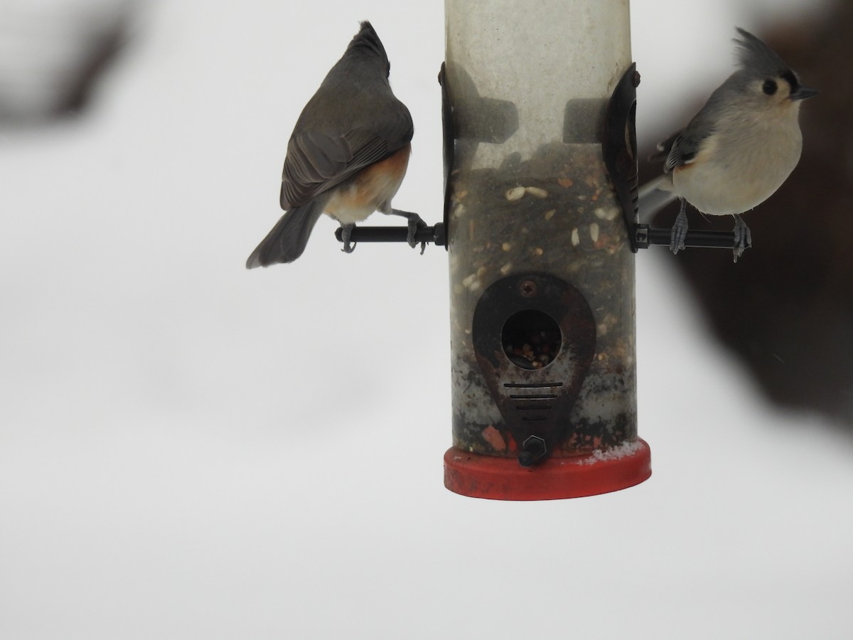 Tufted Titmouse - ML646203993