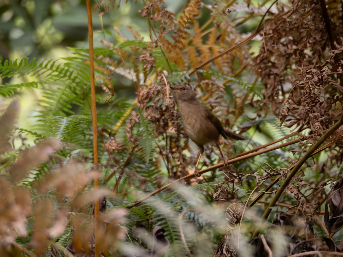 Brownish-flanked Bush Warbler - ML646203994