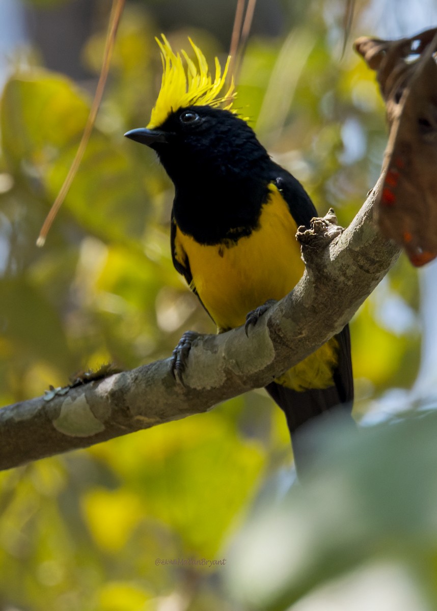 Sultan Tit - ML646204001