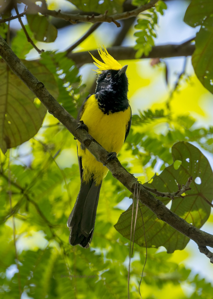 Sultan Tit - ML646204002