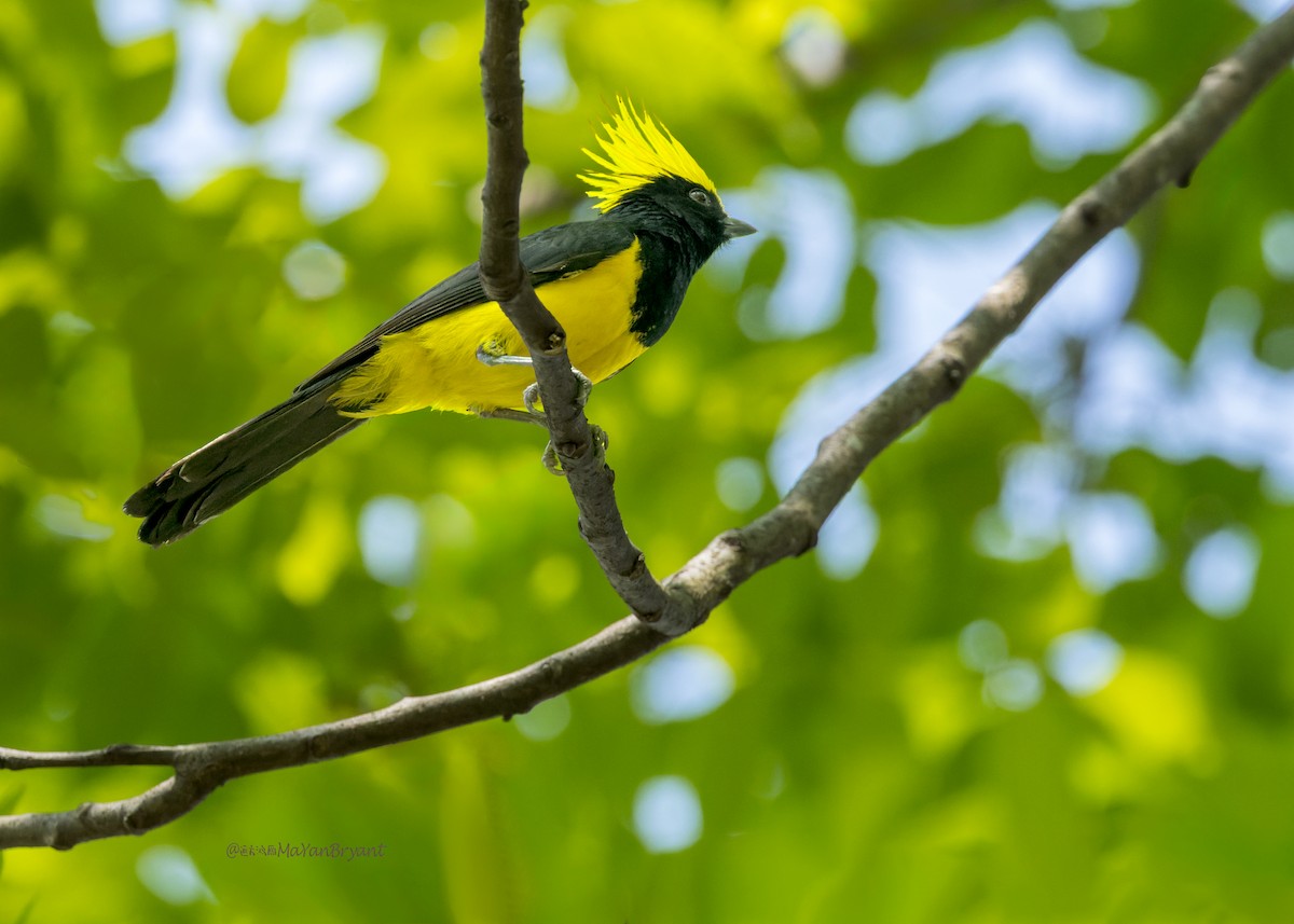 Sultan Tit - ML646204003