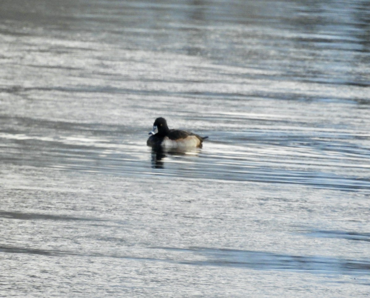 ringand - ML646204007