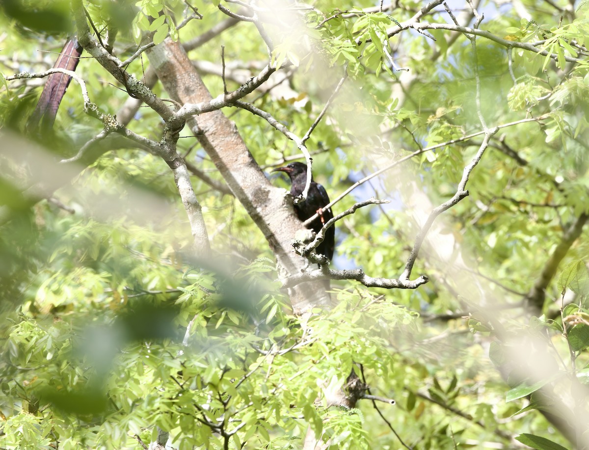 Green Woodhoopoe - ML646204015