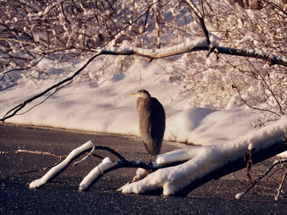 herodiashegre - ML646204016