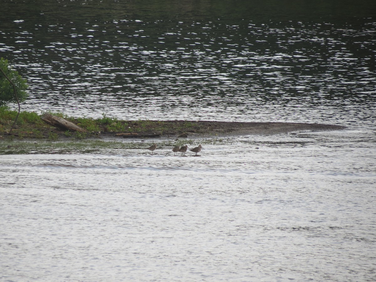 Побережник арктичний - ML646204020
