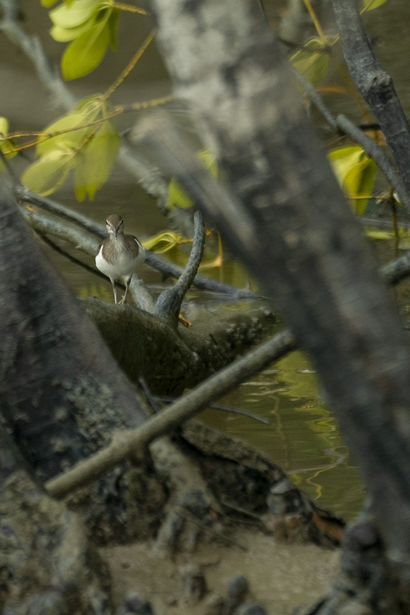 Common Sandpiper - ML646204021