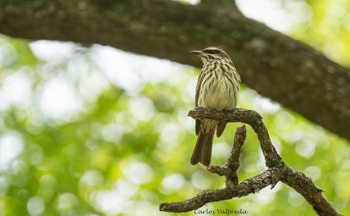 Streaked Flycatcher - ML646204022
