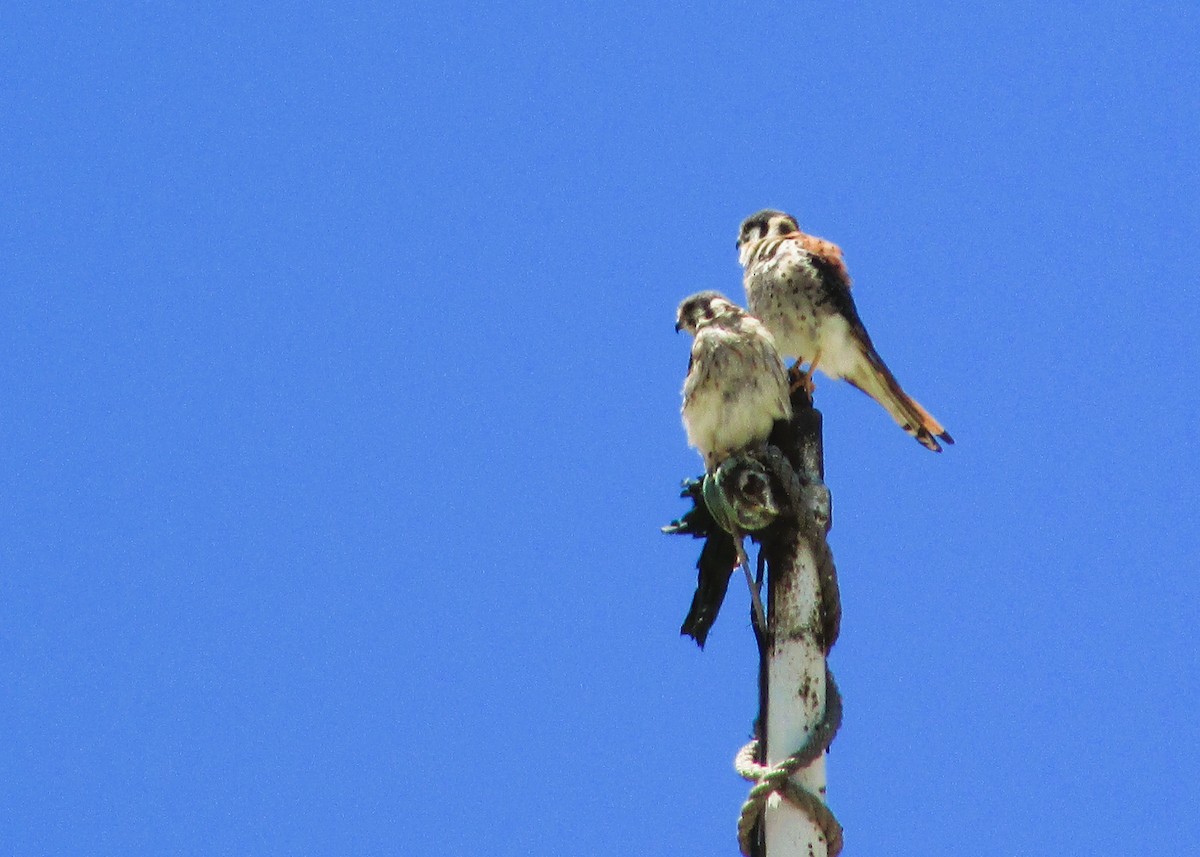 American Kestrel - ML646204024