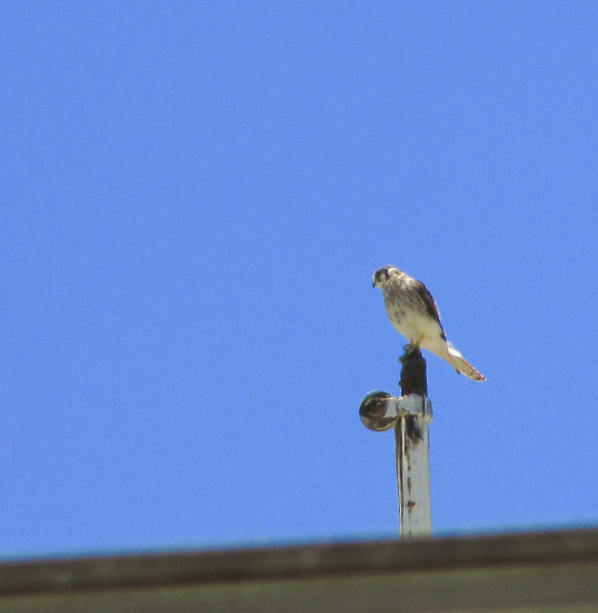 American Kestrel - ML646204025