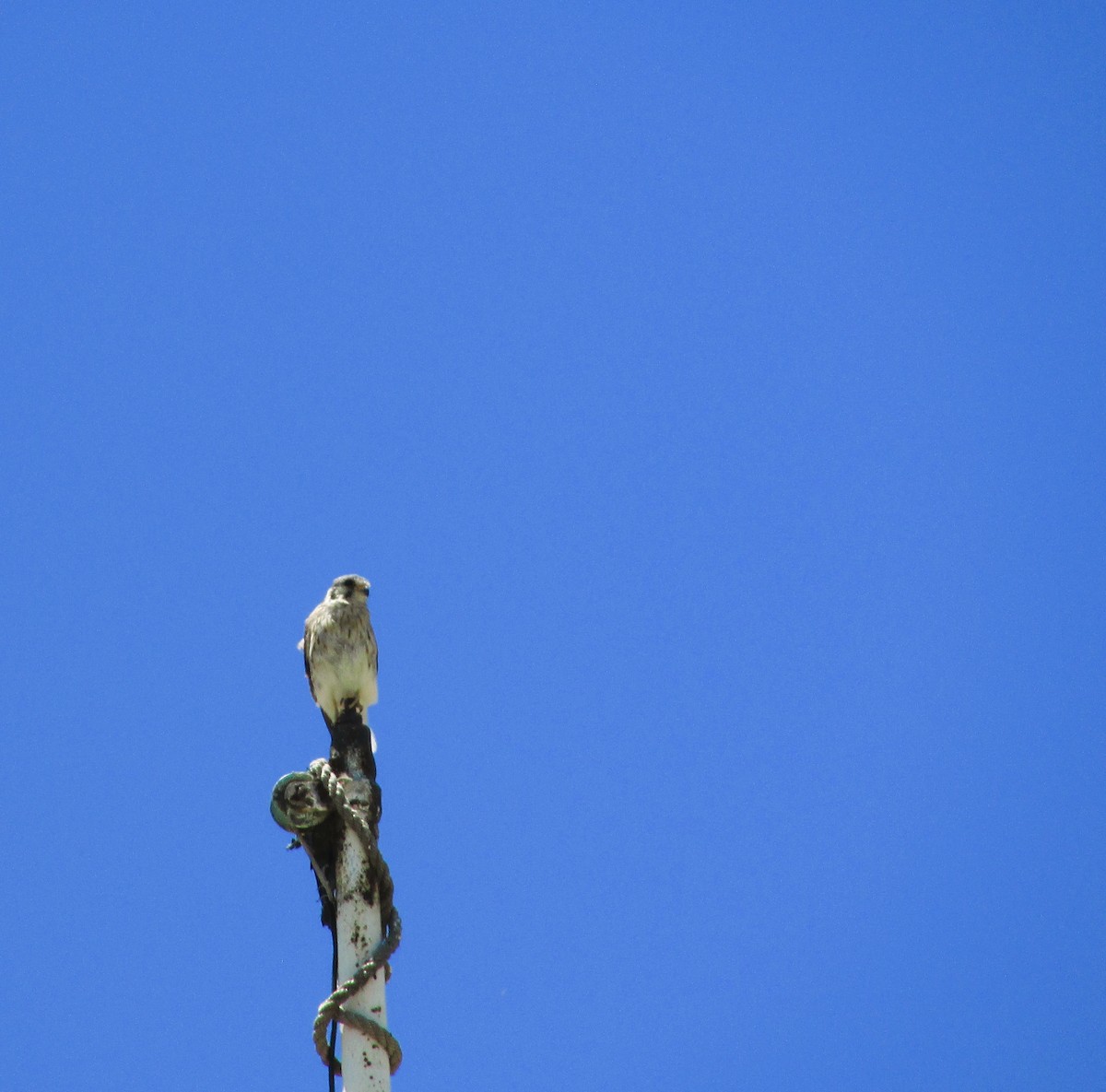 American Kestrel - ML646204026