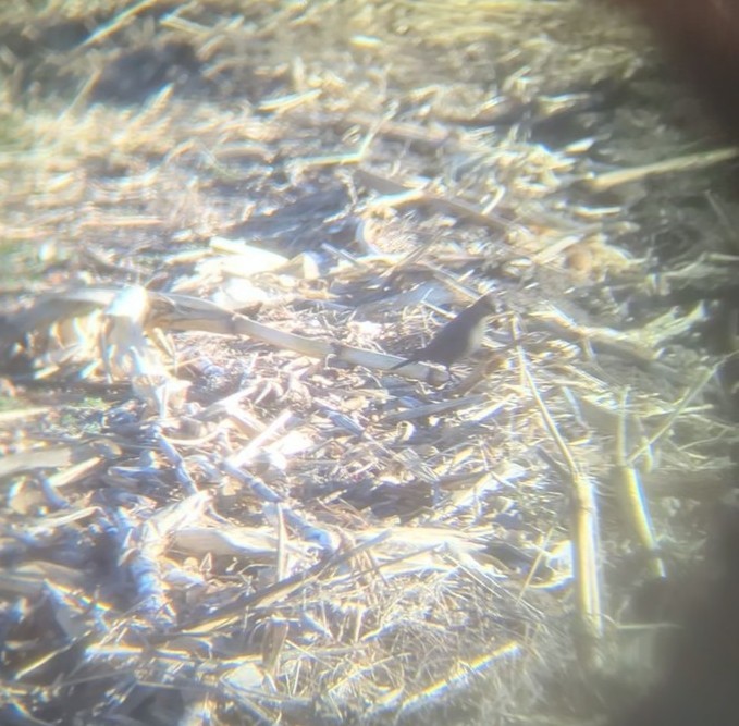 Icteridae sp. - ML646204027