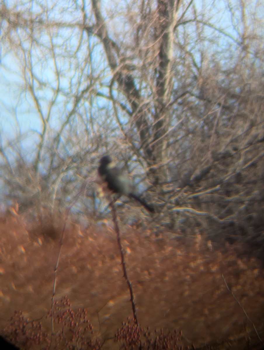 Icteridae sp. - ML646204030